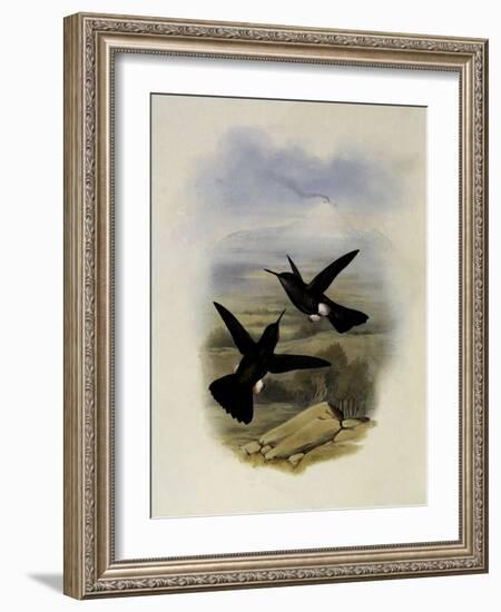 Scaly Puffleg, Eriocnemis Squamata-John Gould-Framed Giclee Print