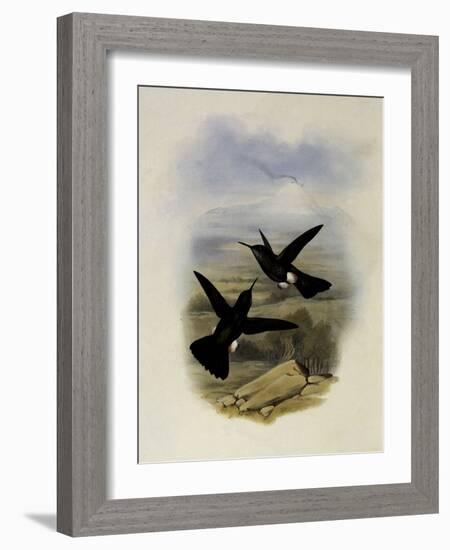 Scaly Puffleg, Eriocnemis Squamata-John Gould-Framed Giclee Print