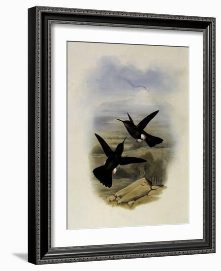 Scaly Puffleg, Eriocnemis Squamata-John Gould-Framed Giclee Print