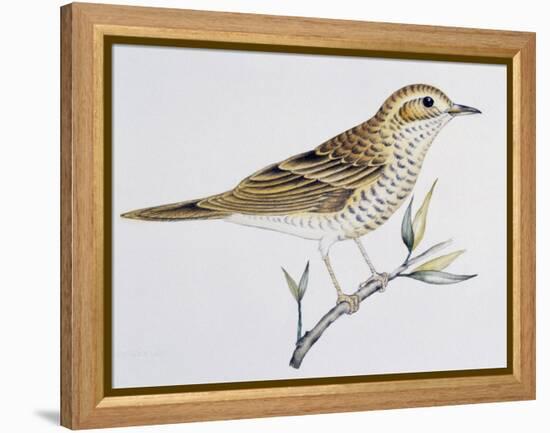 Scaly Thrush (Zoothera Dauma), Turdidae-null-Framed Premier Image Canvas