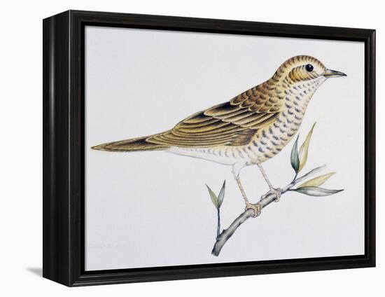 Scaly Thrush (Zoothera Dauma), Turdidae-null-Framed Premier Image Canvas