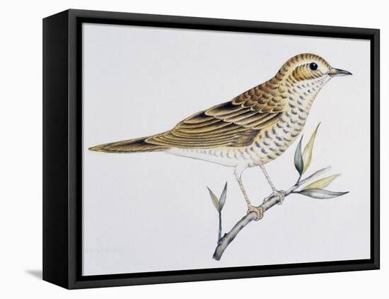 Scaly Thrush (Zoothera Dauma), Turdidae-null-Framed Premier Image Canvas