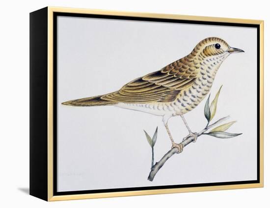 Scaly Thrush (Zoothera Dauma), Turdidae-null-Framed Premier Image Canvas