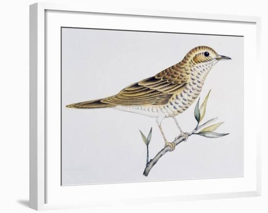 Scaly Thrush (Zoothera Dauma), Turdidae-null-Framed Giclee Print