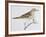 Scaly Thrush (Zoothera Dauma), Turdidae-null-Framed Giclee Print