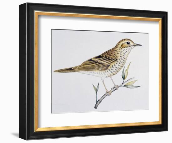 Scaly Thrush (Zoothera Dauma), Turdidae-null-Framed Giclee Print