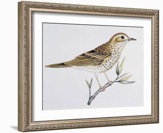 Scaly Thrush (Zoothera Dauma), Turdidae-null-Framed Giclee Print