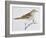 Scaly Thrush (Zoothera Dauma), Turdidae-null-Framed Giclee Print