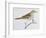 Scaly Thrush (Zoothera Dauma), Turdidae-null-Framed Giclee Print