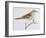 Scaly Thrush (Zoothera Dauma), Turdidae-null-Framed Giclee Print