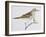 Scaly Thrush (Zoothera Dauma), Turdidae-null-Framed Giclee Print