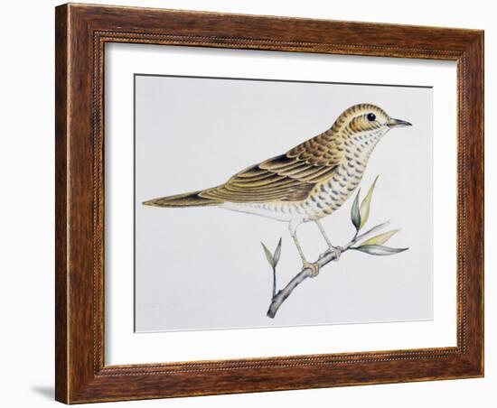 Scaly Thrush (Zoothera Dauma), Turdidae-null-Framed Giclee Print