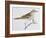 Scaly Thrush (Zoothera Dauma), Turdidae-null-Framed Giclee Print