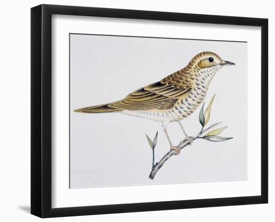 Scaly Thrush (Zoothera Dauma), Turdidae-null-Framed Giclee Print