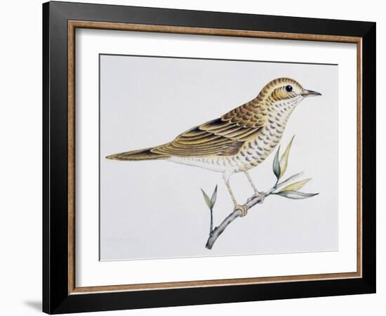 Scaly Thrush (Zoothera Dauma), Turdidae-null-Framed Giclee Print