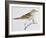 Scaly Thrush (Zoothera Dauma), Turdidae-null-Framed Giclee Print