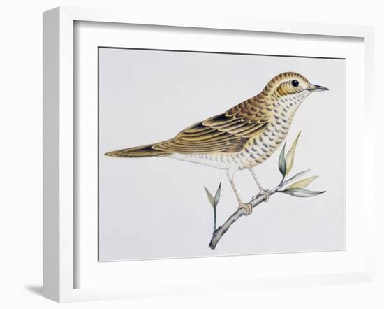 Scaly Thrush (Zoothera Dauma), Turdidae-null-Framed Giclee Print