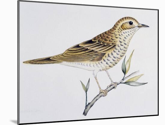 Scaly Thrush (Zoothera Dauma), Turdidae-null-Mounted Giclee Print