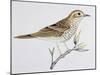 Scaly Thrush (Zoothera Dauma), Turdidae-null-Mounted Giclee Print