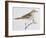 Scaly Thrush (Zoothera Dauma), Turdidae-null-Framed Giclee Print