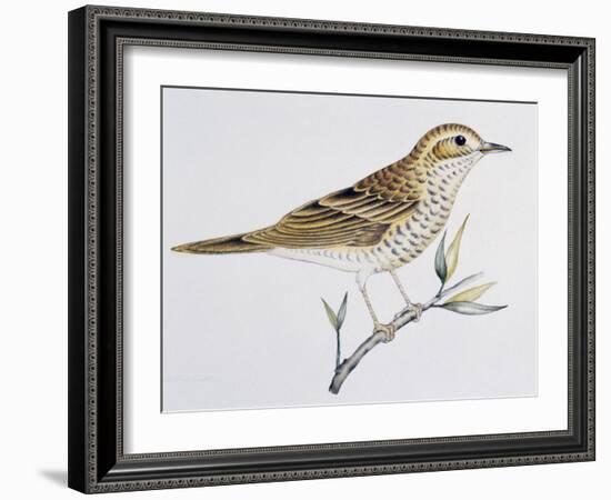 Scaly Thrush (Zoothera Dauma), Turdidae-null-Framed Giclee Print