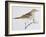 Scaly Thrush (Zoothera Dauma), Turdidae-null-Framed Giclee Print