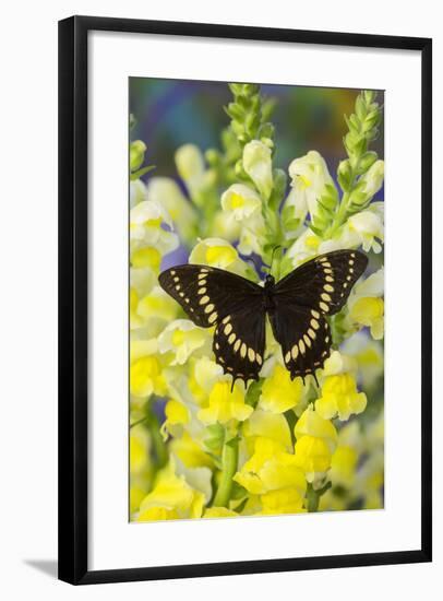 Scamander Swallowtail Butterfly from Brazil, Papilio Scamander-Darrell Gulin-Framed Photographic Print