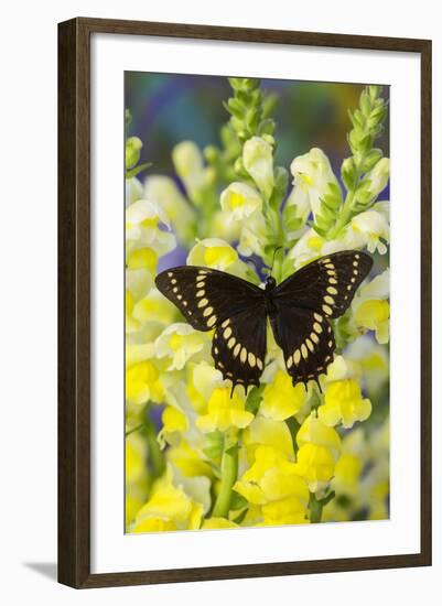 Scamander Swallowtail Butterfly from Brazil, Papilio Scamander-Darrell Gulin-Framed Photographic Print