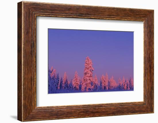 Scandinavia, Finland, Lapland, Saariselkä, Magical colours at sunset-Daisy Gilardini-Framed Photographic Print