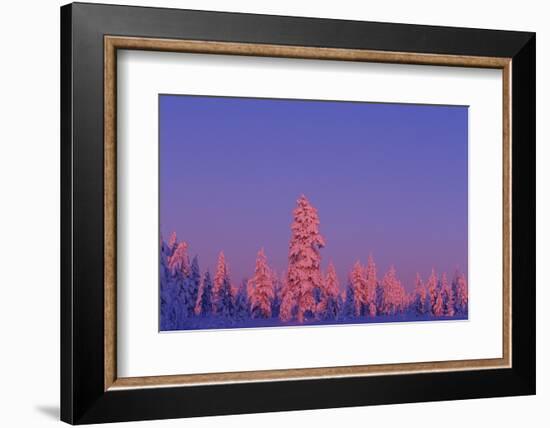 Scandinavia, Finland, Lapland, Saariselkä, Magical colours at sunset-Daisy Gilardini-Framed Photographic Print