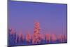 Scandinavia, Finland, Lapland, Saariselkä, Magical colours at sunset-Daisy Gilardini-Mounted Photographic Print