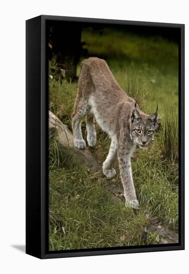 Scandinavia, Finland. Lynx Lynx, European Lynx Walking in Forest-David Slater-Framed Premier Image Canvas