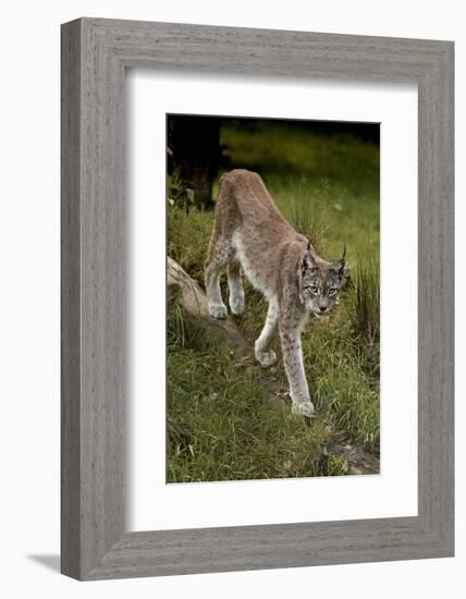 Scandinavia, Finland. Lynx Lynx, European Lynx Walking in Forest-David Slater-Framed Photographic Print