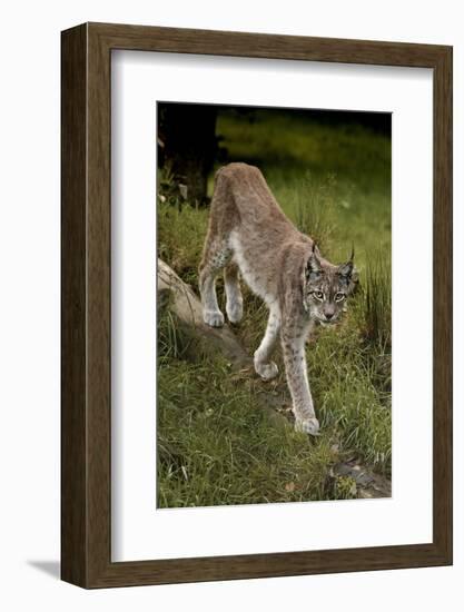 Scandinavia, Finland. Lynx Lynx, European Lynx Walking in Forest-David Slater-Framed Photographic Print