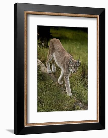 Scandinavia, Finland. Lynx Lynx, European Lynx Walking in Forest-David Slater-Framed Photographic Print