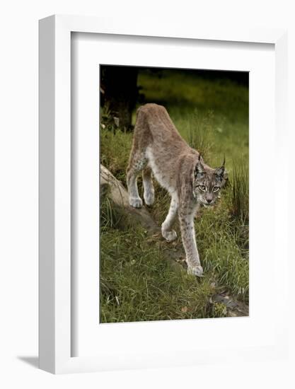 Scandinavia, Finland. Lynx Lynx, European Lynx Walking in Forest-David Slater-Framed Photographic Print