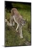 Scandinavia, Finland. Lynx Lynx, European Lynx Walking in Forest-David Slater-Mounted Photographic Print