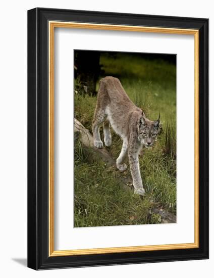 Scandinavia, Finland. Lynx Lynx, European Lynx Walking in Forest-David Slater-Framed Photographic Print