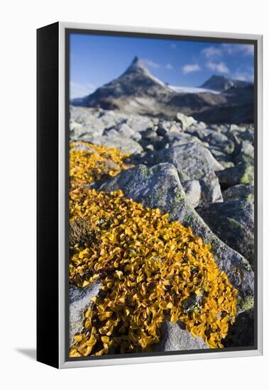 Scandinavia, Norway, Jotunheimen, National-Park, Rocks, Vegetation-Rainer Mirau-Framed Premier Image Canvas