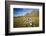 Scandinavia, Norway, Lofoten, Vestvagoy, Sheep, Pasture, Landscape-Rainer Mirau-Framed Photographic Print