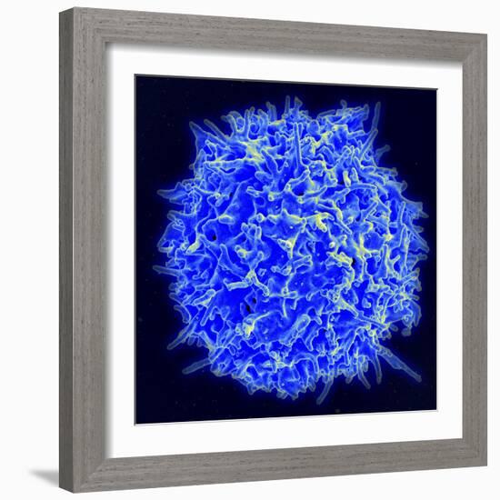 Scanning Electron Micrograph of a Human T Cell-Stocktrek Images-Framed Photographic Print