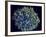 Scanning Electron Micrograph of Hiv Particles Infecting a Human H9 T Cell-Stocktrek Images-Framed Photographic Print