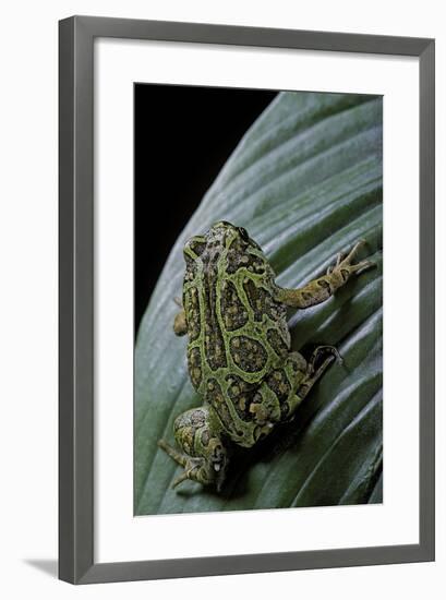 Scaphiophryne Madagascariensis (Madagascar Rain Frog)-Paul Starosta-Framed Photographic Print