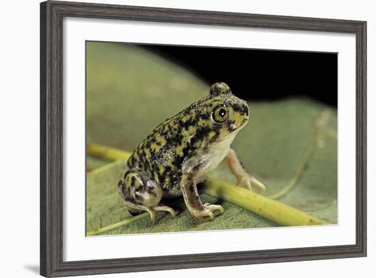 Scaphiopus Couchii (Couch's Spadefoot Toad)-Paul Starosta-Framed Photographic Print