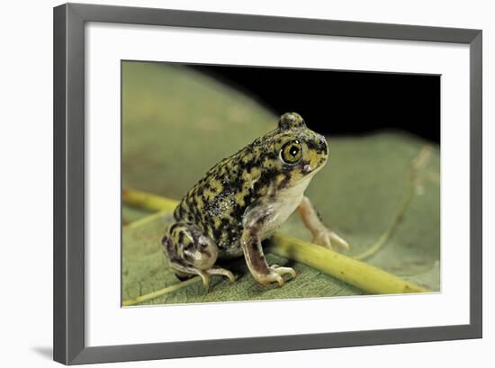 Scaphiopus Couchii (Couch's Spadefoot Toad)-Paul Starosta-Framed Photographic Print
