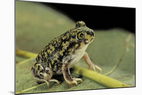 Scaphiopus Couchii (Couch's Spadefoot Toad)-Paul Starosta-Mounted Photographic Print