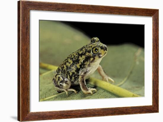 Scaphiopus Couchii (Couch's Spadefoot Toad)-Paul Starosta-Framed Photographic Print