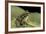 Scaphiopus Couchii (Couch's Spadefoot Toad)-Paul Starosta-Framed Photographic Print