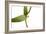 Scaphyglottis Prolifera.Petal1-Fabio Petroni-Framed Photographic Print