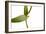 Scaphyglottis Prolifera.Petal1-Fabio Petroni-Framed Photographic Print